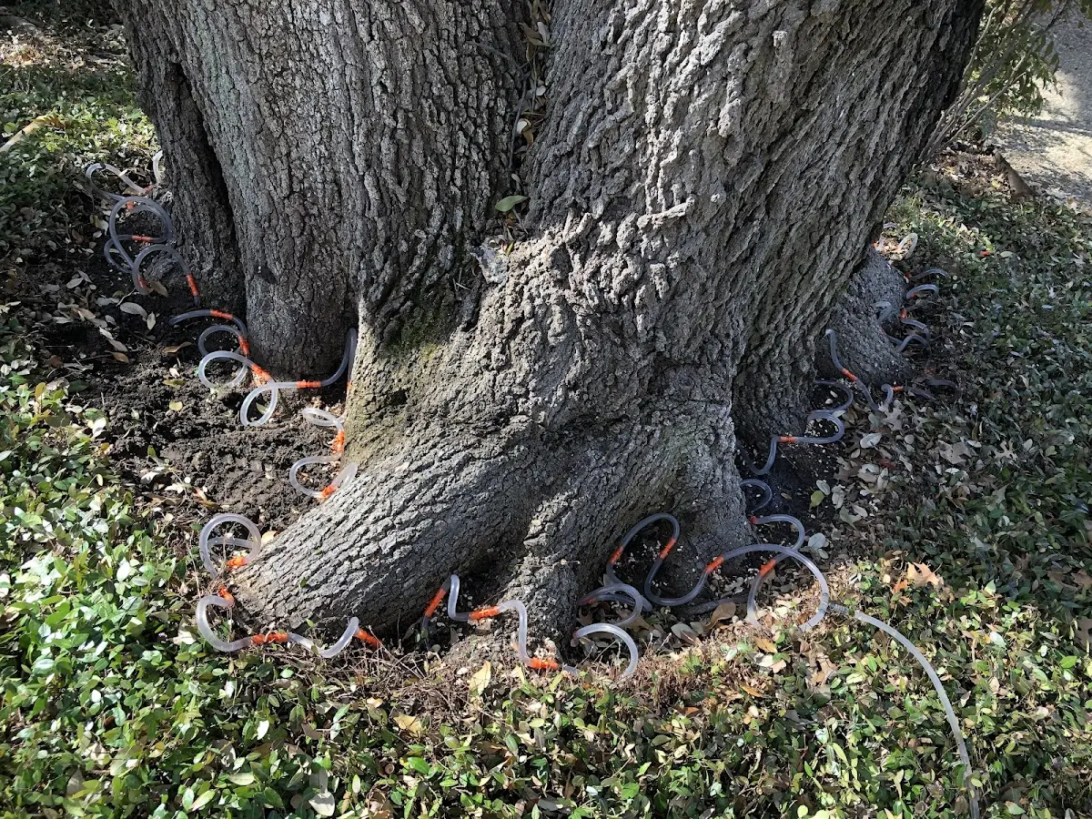 Detailed Tree Cabling and Bracing job site in Prospect Heights