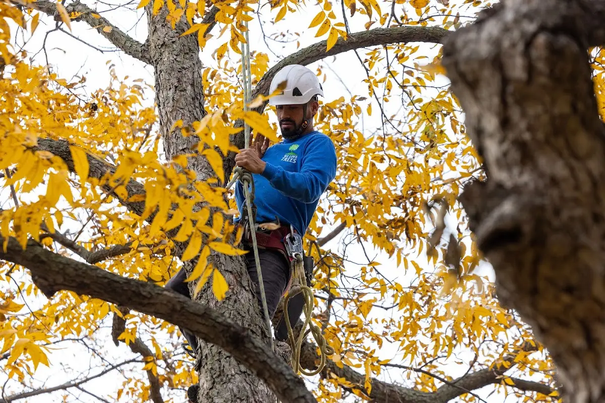 Skilled Tree Transplanting crew working in Prospect Heights
