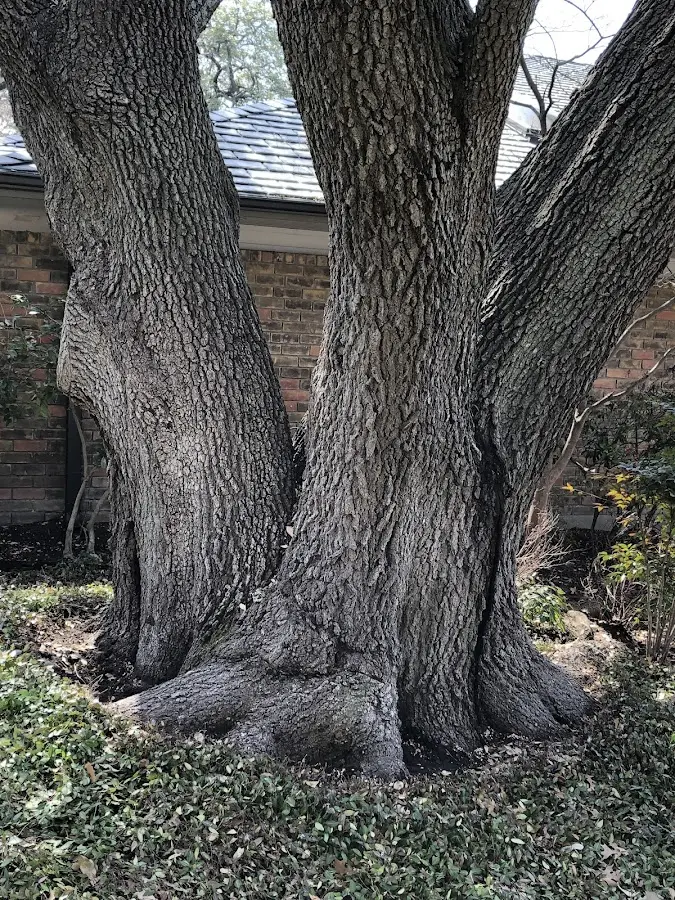 Mature heritage tree close to a Prospect Heights property cared for by certified arborists